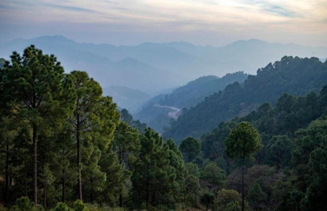 Mountain Mist Inn I Serviced Apt I Open Air Lawn & Rooftop I Bonfire I By Exotic Stays Kasauli Exterior foto